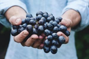 An Overview of Potential Resveratrol Benefits for 2024