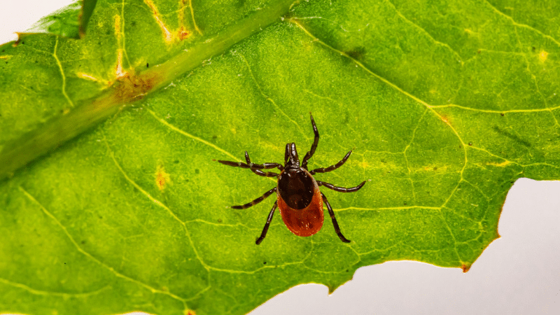 New Anti-Tick Vaccine Gives Hope for Preventing Lyme Disease