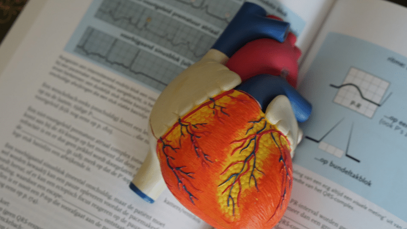 Researchers Discovered New Type of Heart Cell